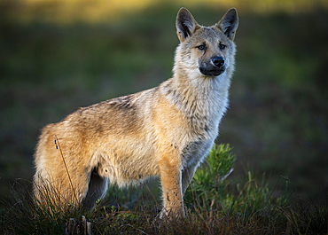 Wild Grey wolf pup (Canis lupus lupus), Finland