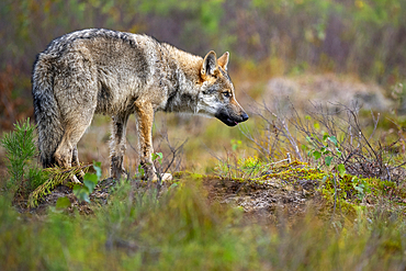 Wild Grey wolf pup (Canis lupus lupus), Finland