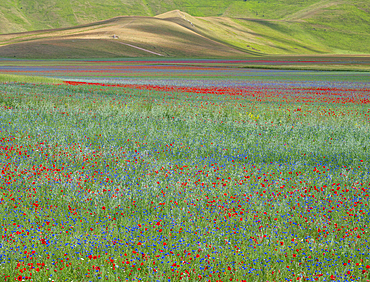 Poppies, cornflowers and wild mustard flowering on the Piano Grande, Castelluccio, during the period known as La Fioritura - The Flowering.