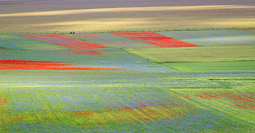 Poppies, cornflowers and wild mustard flowering during La Fioritura (The Flowering) on the Piano Grande (Great Plain), Castelluccio, Umbria, Italy