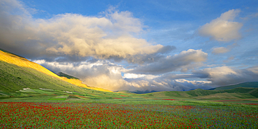 Poppies, cornflowers and wild mustard flowering during La Fioritura (The Flowering) on the Piano Grande (Great Plain), Castelluccio, Umbria, Italy