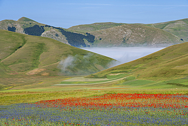 Poppies, cornflowers and wild mustard flowering on the Piano Grande, Castelluccio, during the period known as La Fioritura - The Flowering.