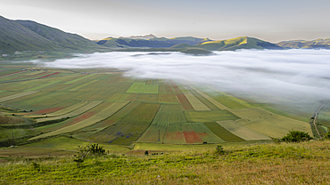 Fields of Piano Grande (Great Plain) at sunrise, Castelluccio di Norcia, Umbria, Italy