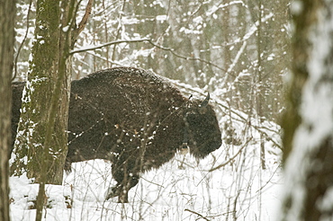 European bison (Bison bonasus) bull walking in snow covered forest habitat in February, Bialowieza National Park, Podlaskie Voivodeship, Poland, Europe