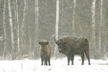 European bison (Bison bonasus) female with calf, standing on snow covered field in February, Bialowieza National Park, Podlaskie Voivodeship, Poland, Europe