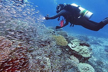 Scuba diving on a healthy coral reef in the Gaafu Dhaalu atoll, in the Maldives, Indian Ocean.