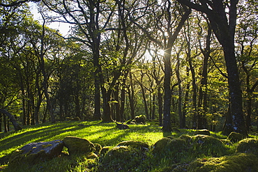 Ancient oak woodland in the Dart Valley, near Dartmeet, Dartmoor National Park, Devon, England, United Kingdom, Europe