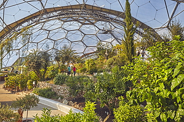 A view inside the Mediterranean Biome, covered by its huge dome, at the Eden Project, near St. Austell, south Cornwall, England, United Kingdom, Europe