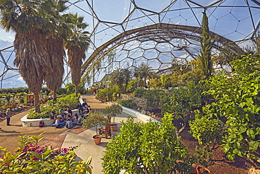 A view inside the Mediterranean Biome, covered by its huge dome, at the Eden Project, near St. Austell, south Cornwall, England, United Kingdom, Europe