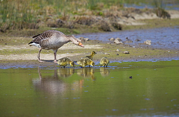 Greylag Goose (Anser anser), Tyneside, England, United Kingdom, Europe