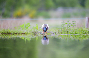 Mallard (Anas platyrhnchos), Scottish Highlands, Scotland, United Kingdom, Europe