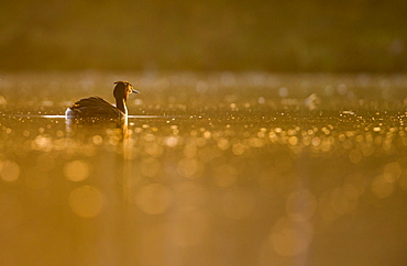 Great Crested Grebe, Podiceps cristatus), Newcastle, United Kingdom, Europe