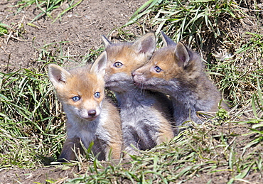 Red Fox Cubs (Vulpes vulpes), Middlesborough, United Kingdom, Europe