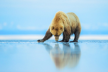 Brown bear (Ursus arctos), Lake Clark, Alaska, United States of America, North America