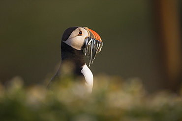 Atlantic Puffin, (Fratercula arctica), Skomer Island, Wales, United Kingdom, Europe