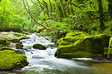 River Fowey, Golitha Falls, Looe, Cornwall, England, United Kingdom, Europe