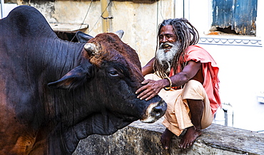 A local man and a buffalo in Udaipur, Rajasthan, India, Asia