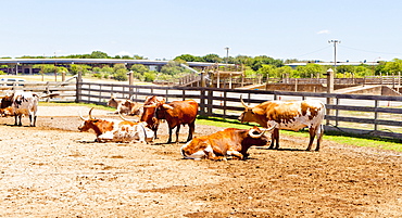 Cattle in Fort Worth Stockyards, Texas, United States of America, North America