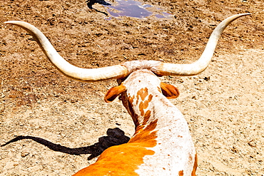 Cattle in Fort Worth Stockyards, Texas, United States of America, North America