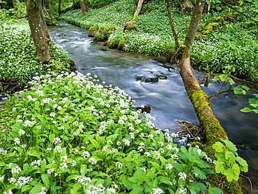 Wild garlic, on the way to Janet's Foss, Malham, Yorkshire Dales National Park, Yorkshire, England, United Kingdom, Europe