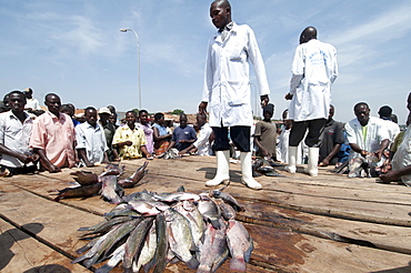 Gabba fisherfolk and customers buying freshly caught fish on the jetty, Uganda, Africa