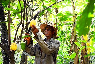 Akumrenu Emmanuel, a cocoa farmer, happy due to VSO present in Ghana, West Africa, Africa