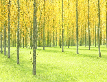 Poplar trees in spring, France, Europe