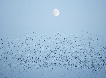 Murmuration of starlings and full moon, Republic of Ireland, Europe