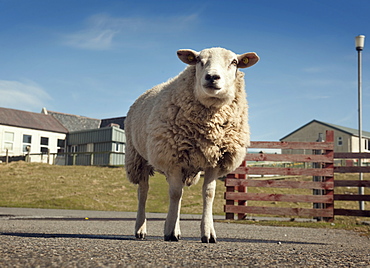 Inquisitive sheep, Isle of Barra, Hebrides, Scotland, United Kingdom, Europe