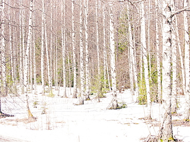 Silver birch trees in winter, Norway, Scandinavia, Europe