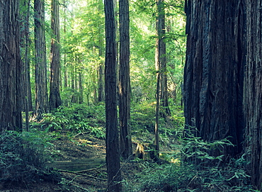 Giant redwood (sequioa) trees in Redwood National Park, Northern California, United States of America, North America