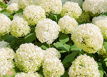 Hydrangea Hortensia, France, Europe