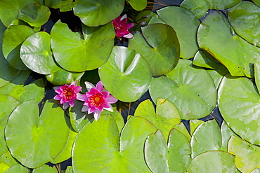 Water lilies in flower, France, Europe