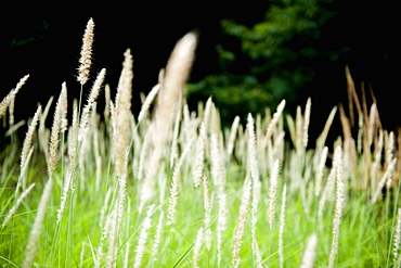 Grasses waving in the wind, France, Europe