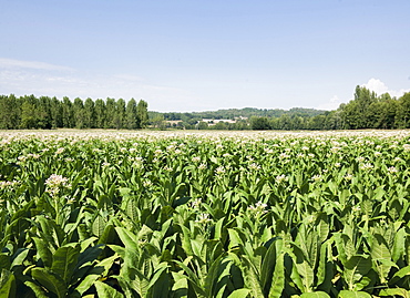 Tobacco farm, France, Europe