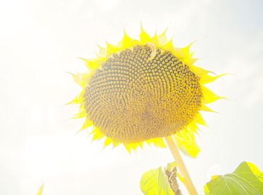 Lone sunflower head in the sun, France, Europe