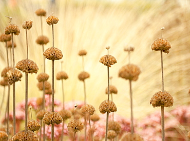 Seed heads of phlomis, United Kingdom, Europe