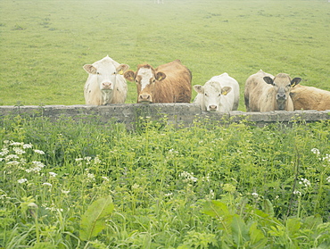 Inquisitive cows in the mist, Highland, Scotland, United Kingdom, Europe