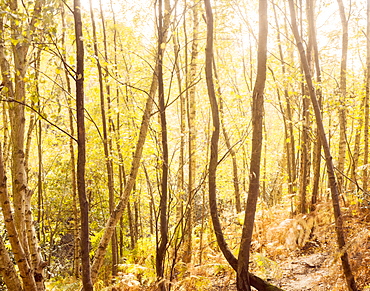 Light through the trees in autumn, United Kingdom, Europe