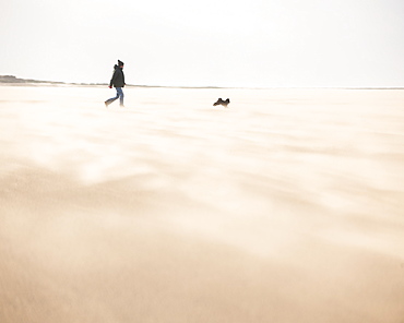 Man walking with dog across a windy beach with dry shifting sands creating a cloud underfoot, West Kirkby, Wirral, England, United Kingdom, Europe