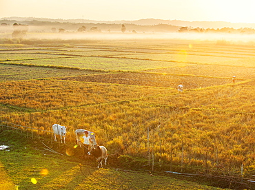 Farmers working the fields with oxen in rural Myanmar near Naypyitaw, Myanmar (Burma), Asia