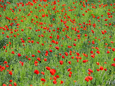 Wild poppies in a field, Suffolk, England, United Kingdom, Europe