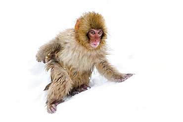 Japanese macaque (Snow monkey) (Macata fuscata), in the snow, Jigokudani Yaen-Koen, Nagano Prefecture, Japan, Asia