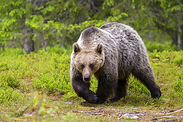 Brown bear (Ursus arctos), Finland, Scandinavia, Europe