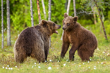 Brown bears (Ursus arctos), Finland, Scandinavia, Europe