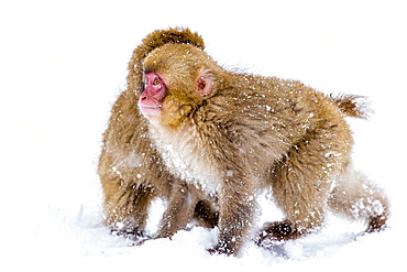 Japanese macaques (Snow monkeys) (Macata fuscata), playing in the snow, Jigokudani Yaen-Koen, Nagano Prefecture, Japan, Asia