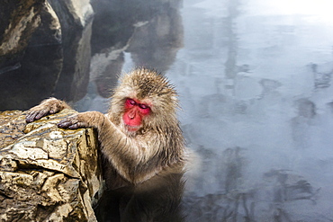 Japanese macaque (Snow monkey) (Macata fuscata), relaxing in a hot spring, Jigokudani Yaen-Koen, Nagano Prefecture, Japan, Asia