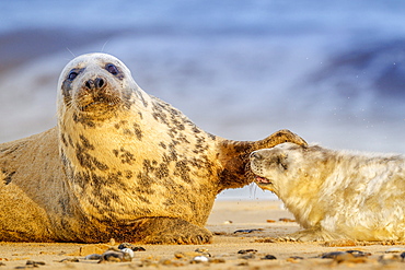 Grey seal mother (Halichoerus grypus) and pup, Winterton on Sea beach, Norfolk, England, United Kingdom, Europe