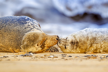 Grey seal mother (Halichoerus grypus) and pup, Winterton on Sea beach, Norfolk, England, United Kingdom, Europe