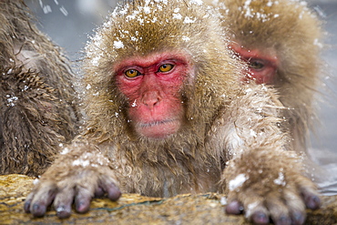 Japanese macaques (Snow monkeys) (Macata fuscata), relaxing in a hot spring, Jigokudani Yaen-Koen, Nagano Prefecture, Japan, Asia